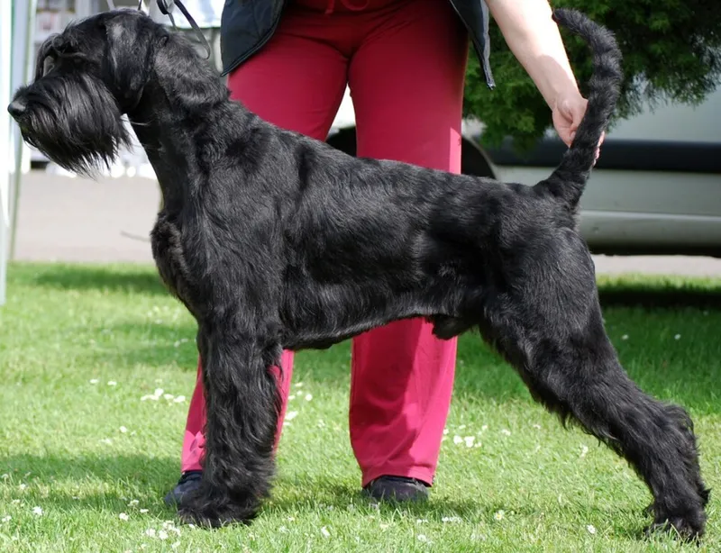 Dev Schnauzer fotoğraf 6