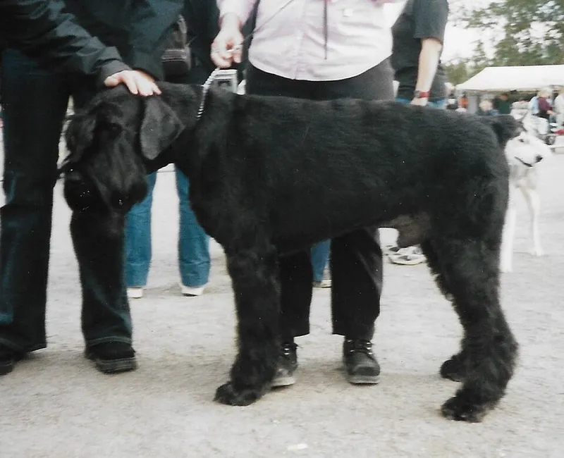 Dev Schnauzer fotoğraf 7