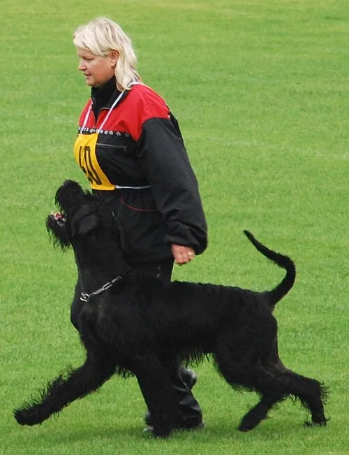 Dev Schnauzer fotoğraf 9