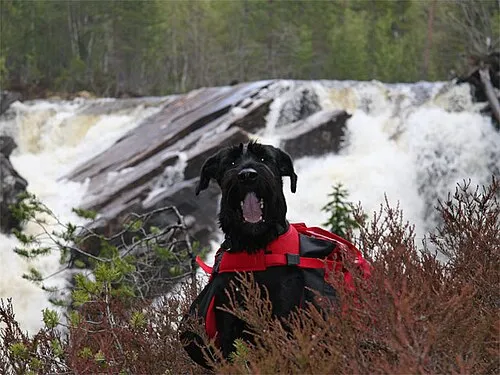 Dev Schnauzer fotoğraf 10