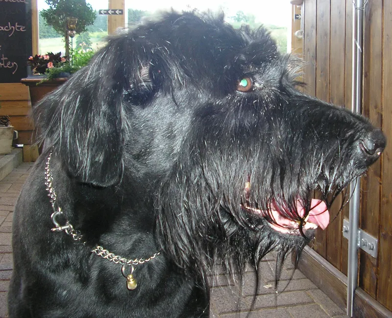 Dev Schnauzer fotoğraf 11