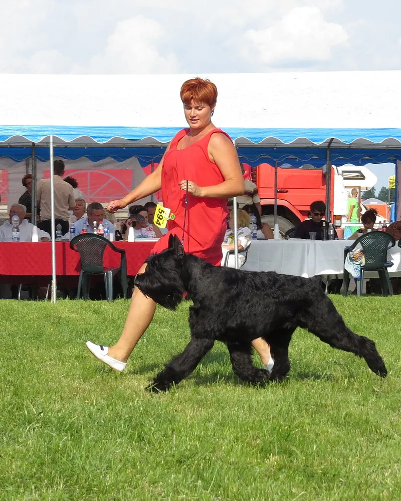 Dev Schnauzer fotoğraf 12