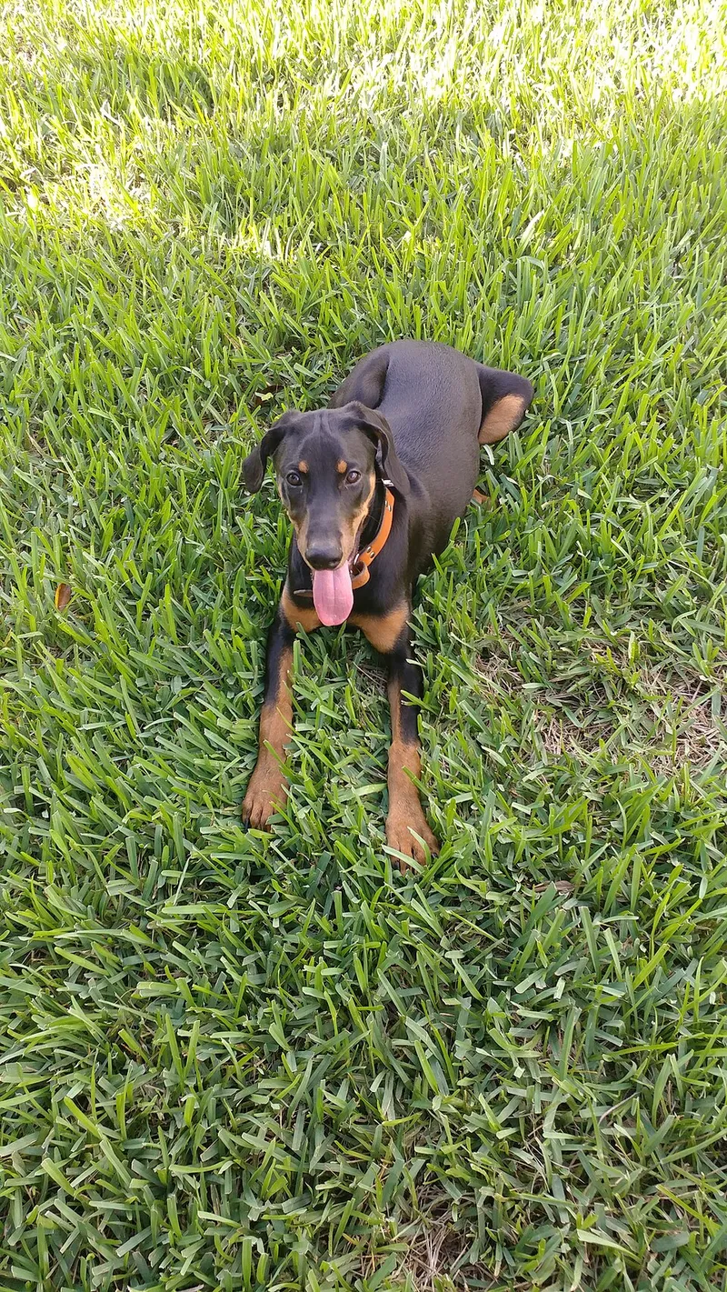 Doberman fotoğraf 1