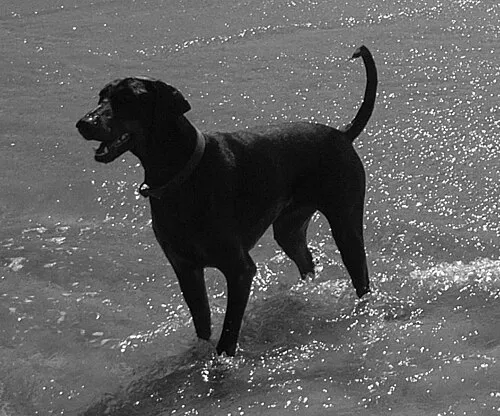 Doberman fotoğraf 2
