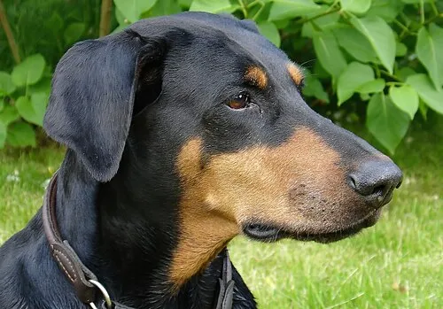 Doberman fotoğraf 3