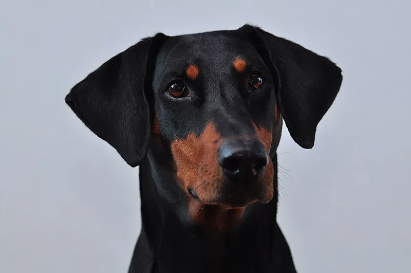 Doberman fotoğraf 4