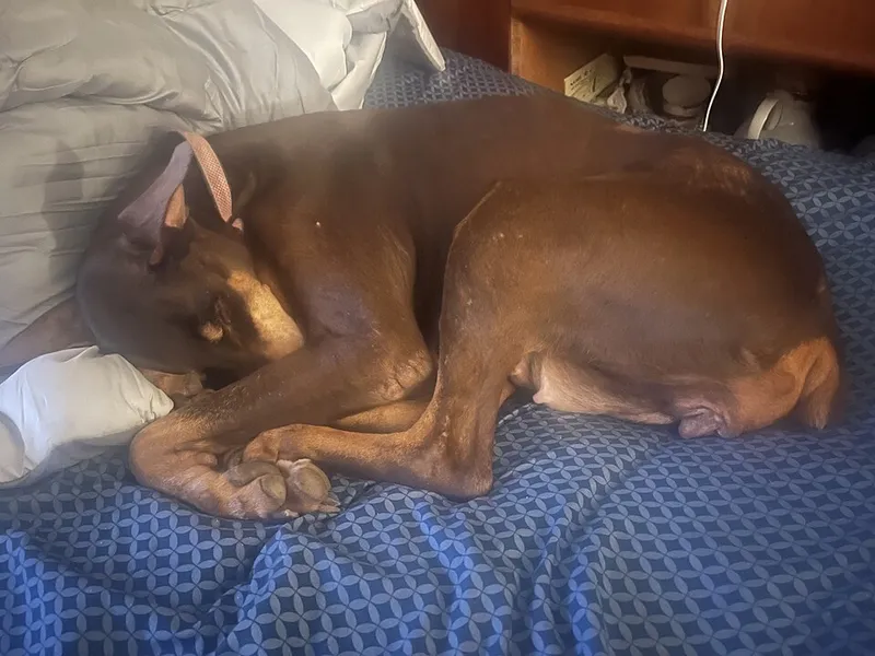 Doberman fotoğraf 5
