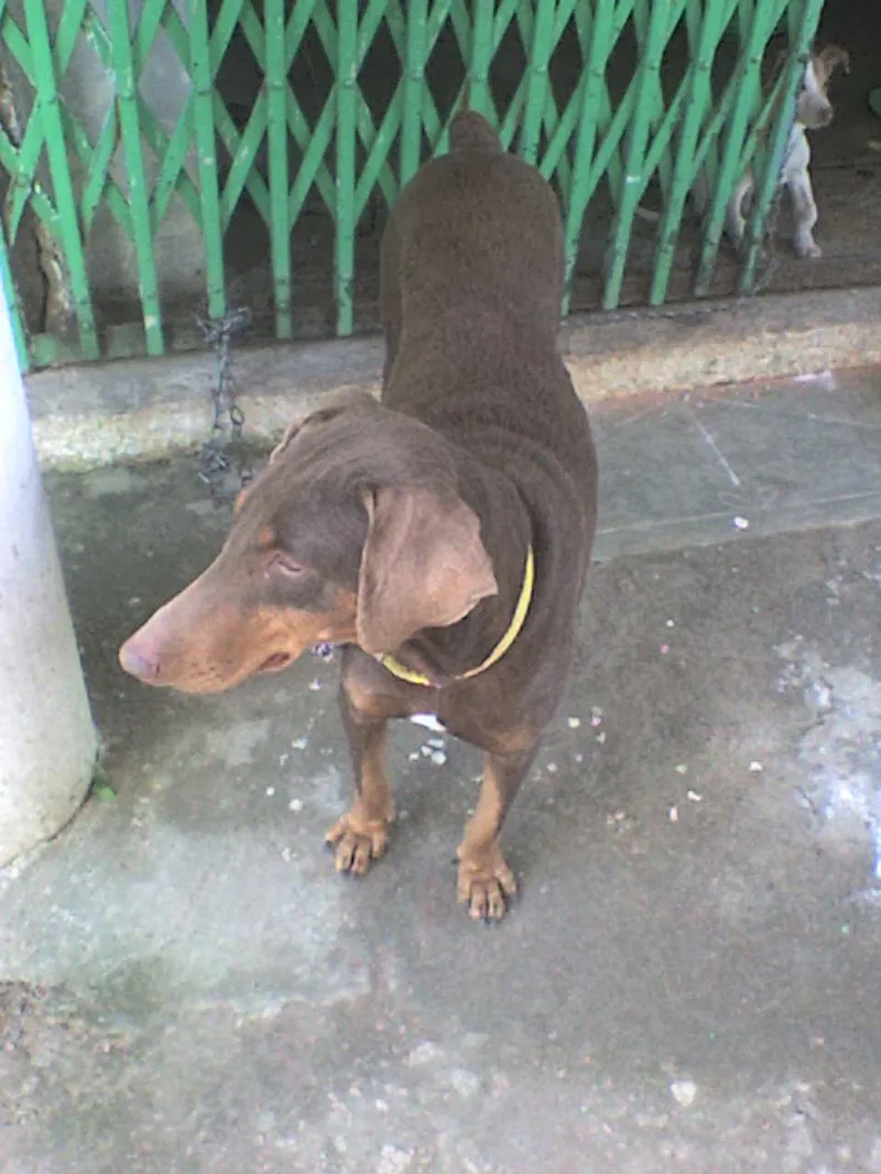 Doberman fotoğraf 6