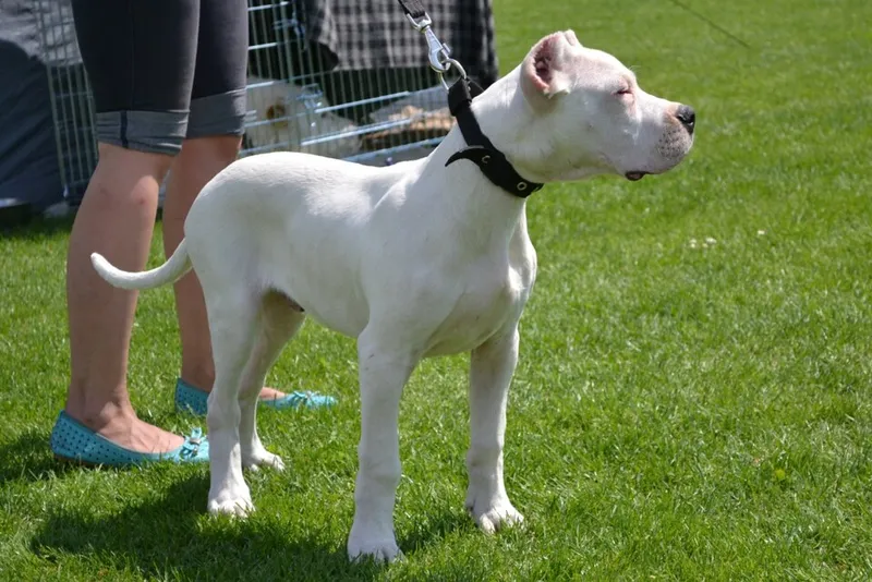 Dogo Argentino fotoğraf 1
