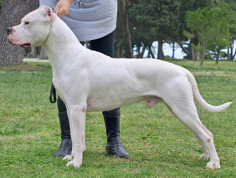 Dogo Argentino fotoğraf 2