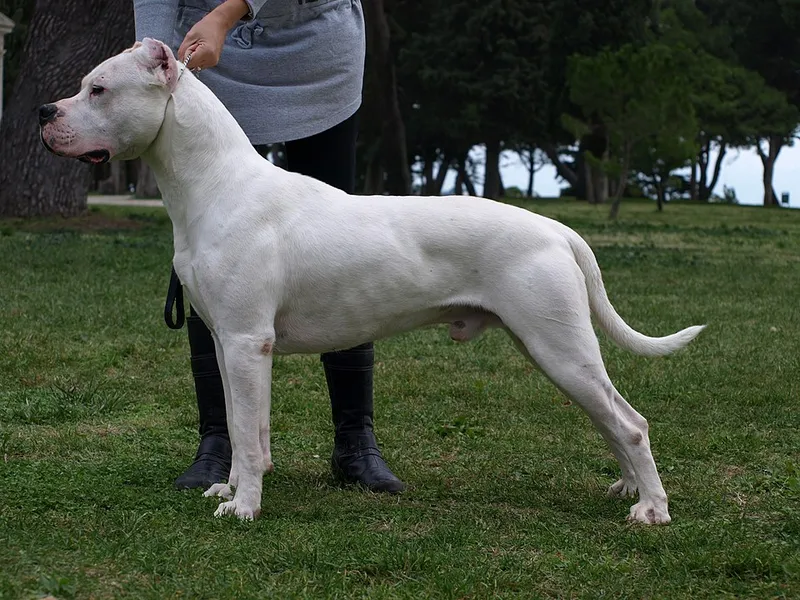 Dogo Argentino fotoğraf 3