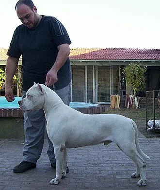 Dogo Argentino fotoğraf 4