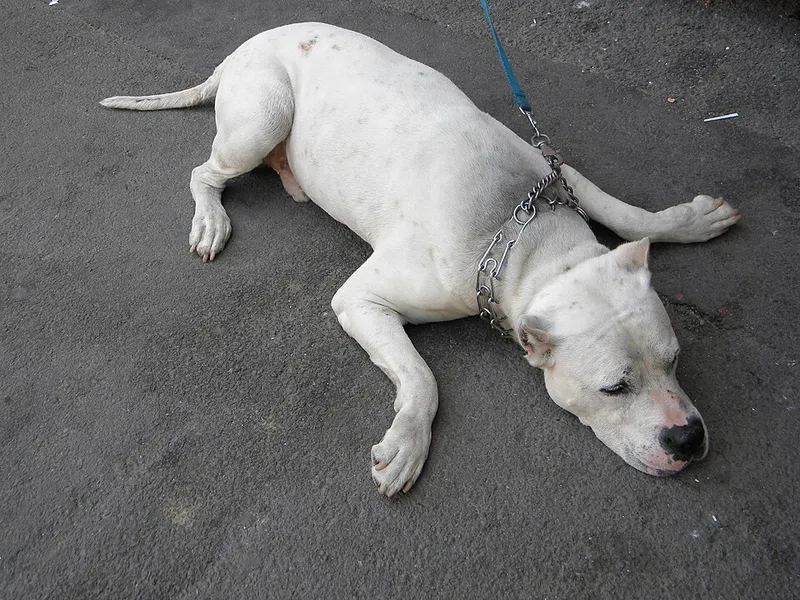 Dogo Argentino fotoğraf 5