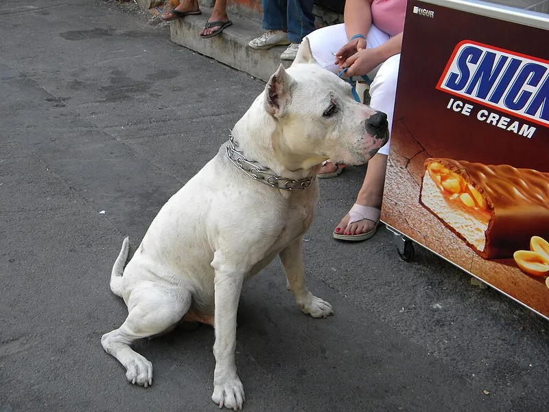 Dogo Argentino fotoğraf 6