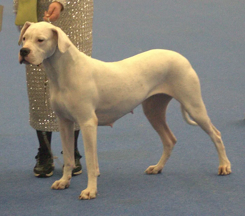 Dogo Argentino fotoğraf 7