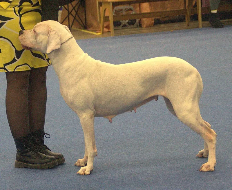 Dogo Argentino fotoğraf 8