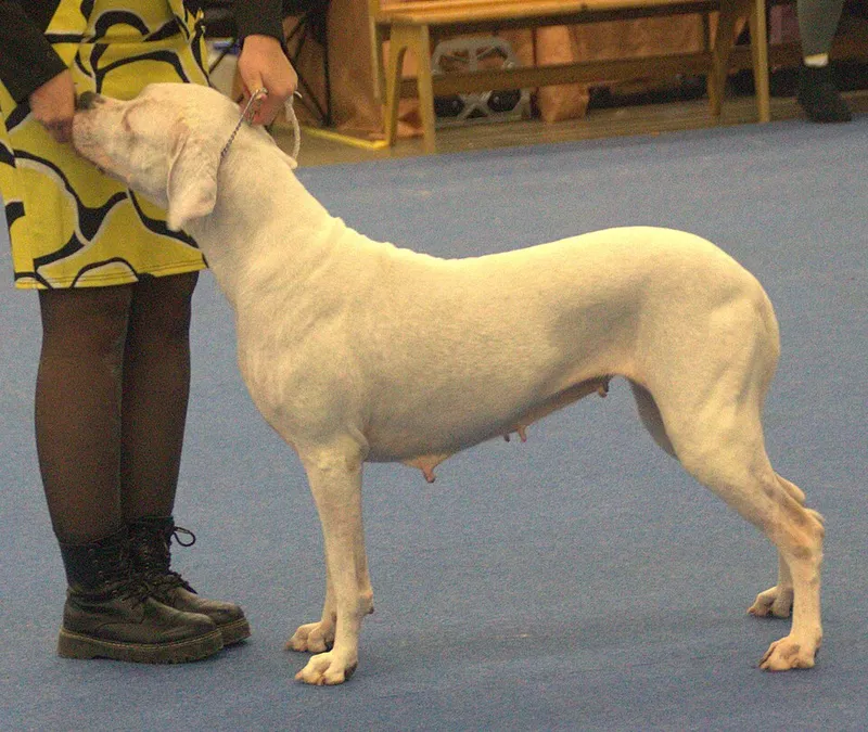 Dogo Argentino fotoğraf 9