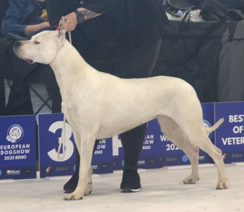 Dogo Argentino fotoğraf 10