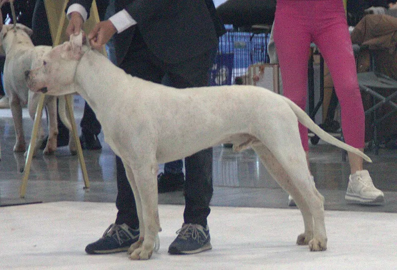 Dogo Argentino fotoğraf 11