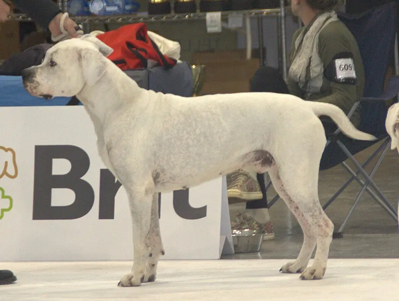Dogo Argentino fotoğraf 12