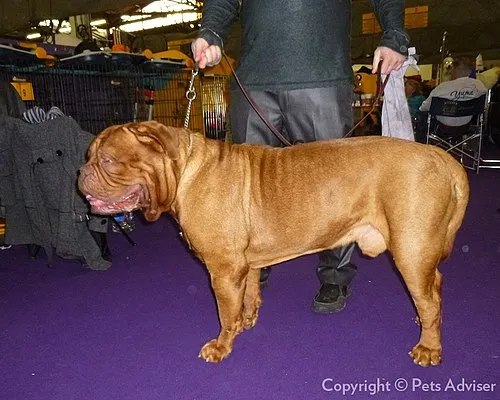 Dogue de Bordeaux fotoğraf 1