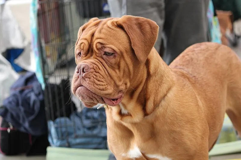 Dogue de Bordeaux fotoğraf 2