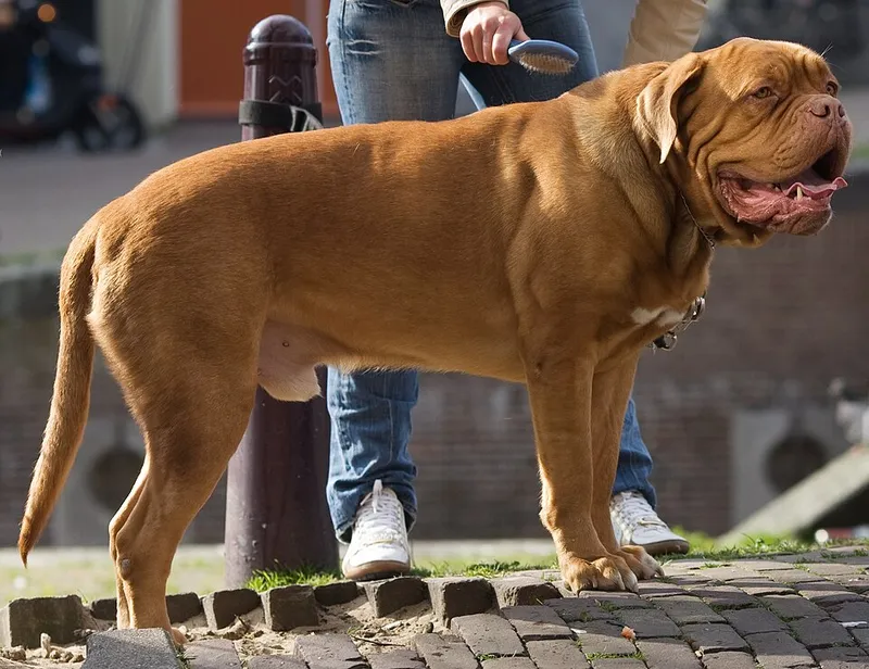 Dogue de Bordeaux fotoğraf 3