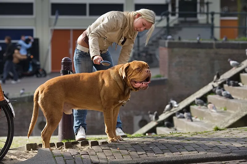 Dogue de Bordeaux fotoğraf 4