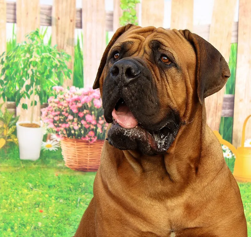 Dogue de Bordeaux fotoğraf 5
