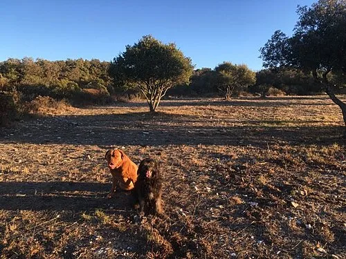 Dogue de Bordeaux fotoğraf 6