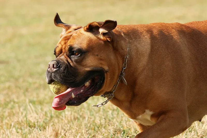 Dogue de Bordeaux fotoğraf 7
