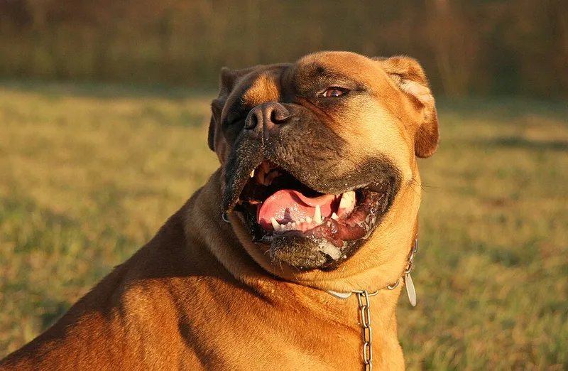 Dogue de Bordeaux fotoğraf 8