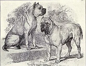 Dogue de Bordeaux fotoğraf 9