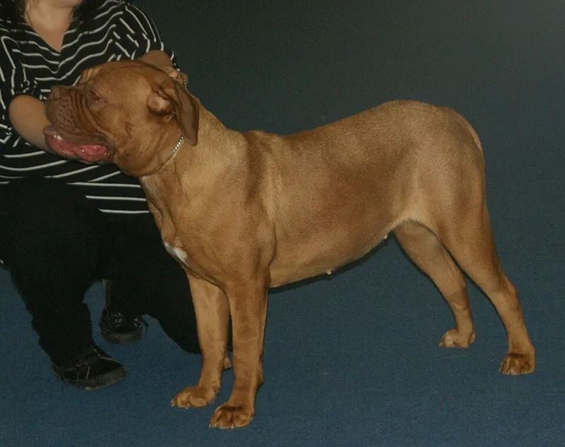 Dogue de Bordeaux fotoğraf 10