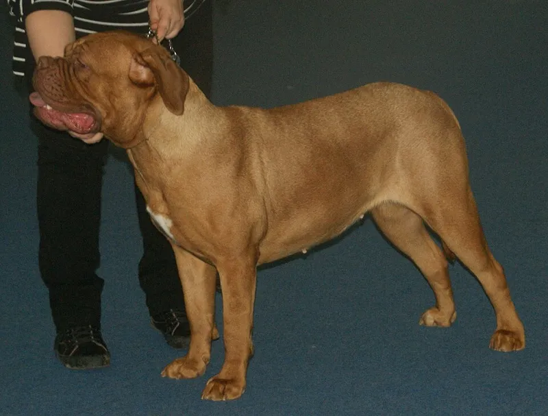 Dogue de Bordeaux fotoğraf 11