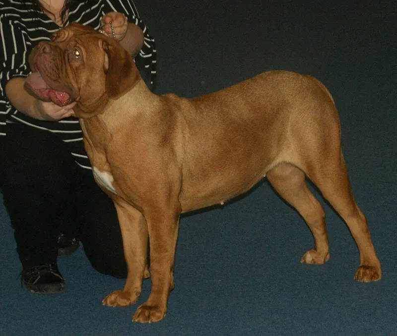Dogue de Bordeaux fotoğraf 12