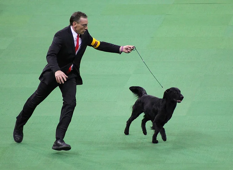 Düz Tüylü Retriever fotoğraf 1