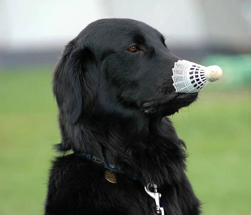 Düz Tüylü Retriever fotoğraf 2
