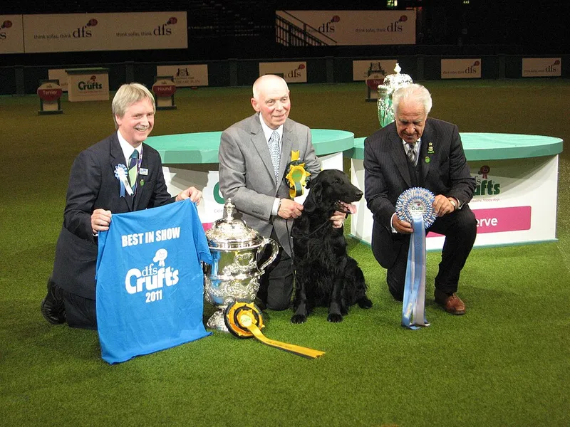 Düz Tüylü Retriever fotoğraf 5
