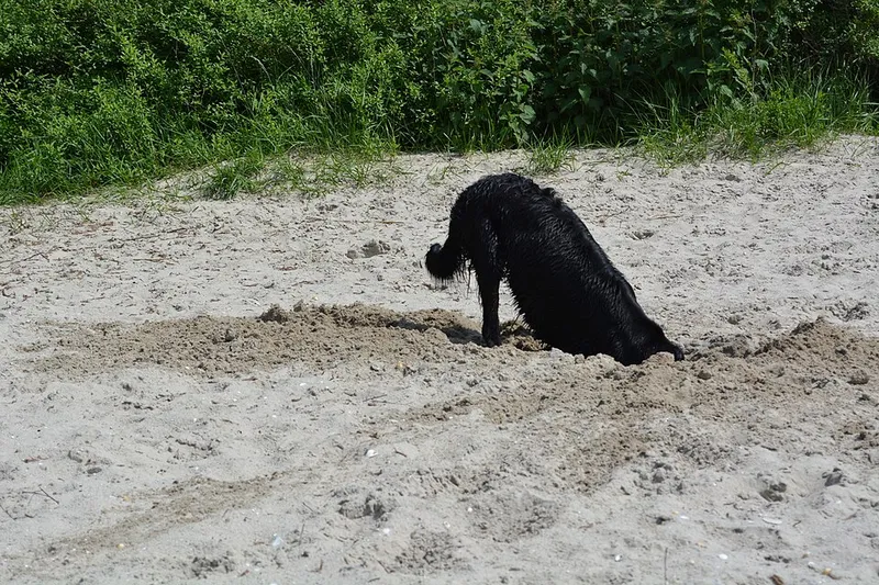 Düz Tüylü Retriever fotoğraf 7
