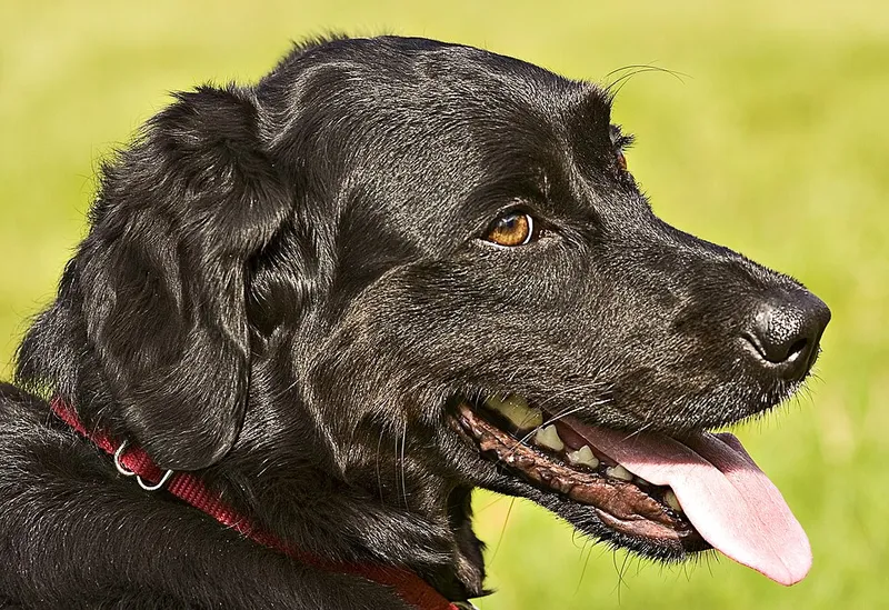 Düz Tüylü Retriever fotoğraf 8