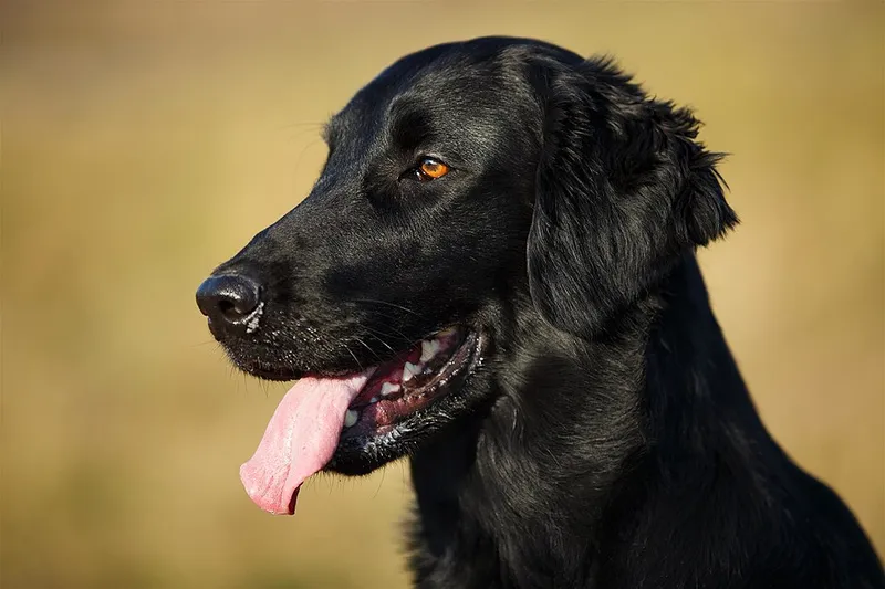 Düz Tüylü Retriever fotoğraf 9