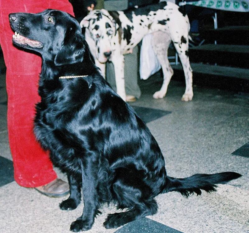 Düz Tüylü Retriever fotoğraf 10