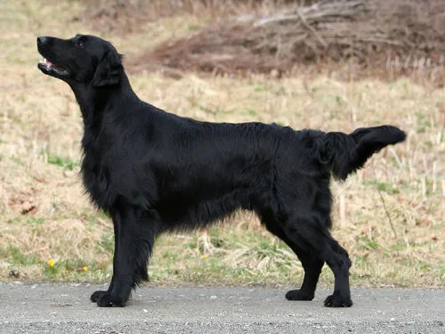 Düz Tüylü Retriever fotoğraf 11