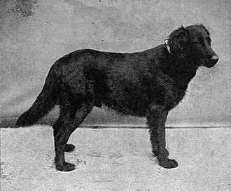 Düz Tüylü Retriever fotoğraf 12