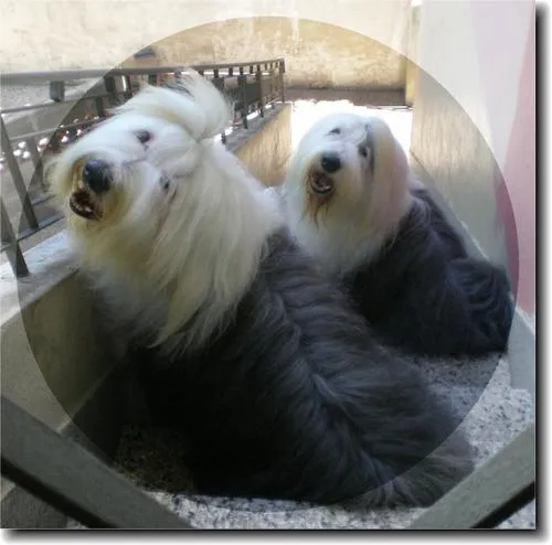 Eski İngiliz Çoban Köpeği fotoğraf 1