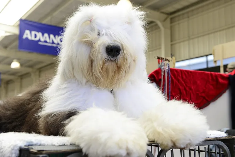 Eski İngiliz Çoban Köpeği fotoğraf 2