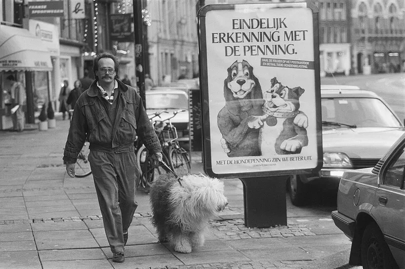 Eski İngiliz Çoban Köpeği fotoğraf 3