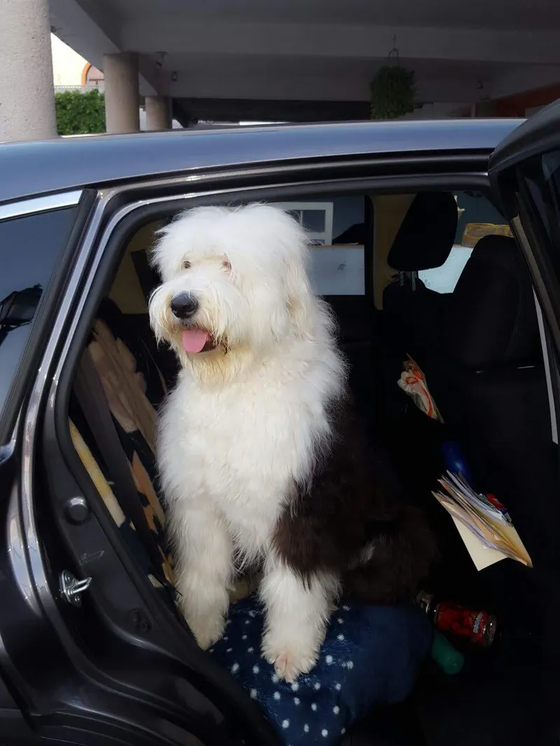 Eski İngiliz Çoban Köpeği fotoğraf 5