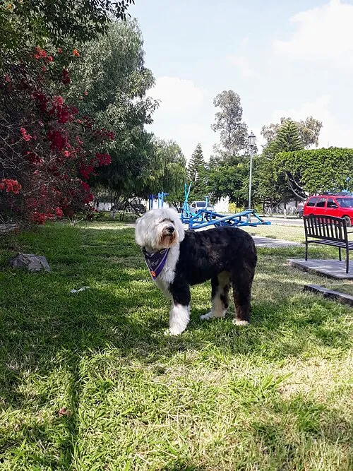Eski İngiliz Çoban Köpeği fotoğraf 6